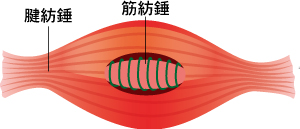 筋肉の伸縮センサー